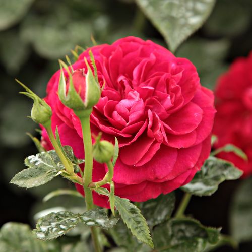 Rosa  Bordeaux® - bordová - Stromkové růže, květy kvetou ve skupinkách - stromková růže s keřovitým tvarem koruny